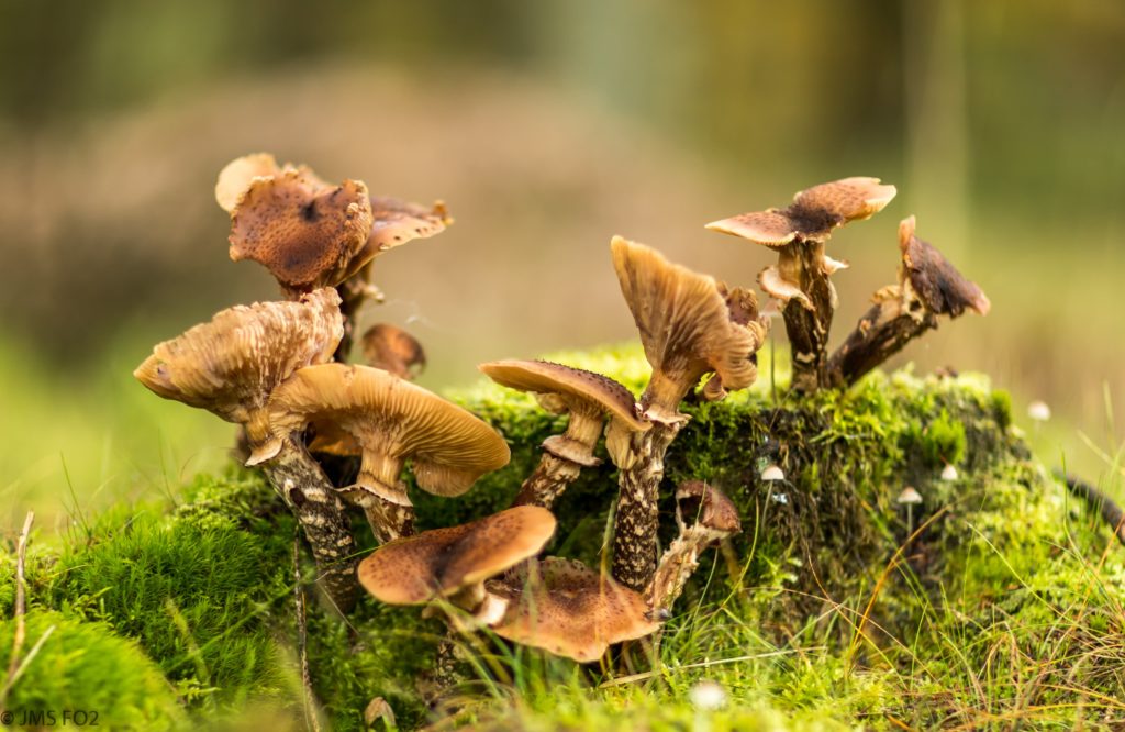 microdosing lsd mushrooms