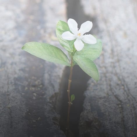 flower growing in a stone crack showing rehab admissions promise